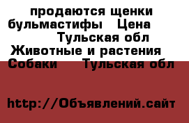 продаются щенки бульмастифы › Цена ­ 50 000 - Тульская обл. Животные и растения » Собаки   . Тульская обл.